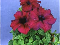 Петуния крупноцветковая (Donna F1)