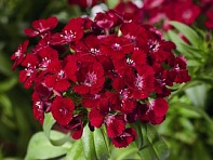 Гвоздика турецкая (Barbarini F1)