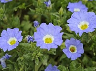 Нолана удивительная