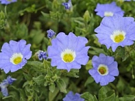 Нолана удивительная (Blue Bird)