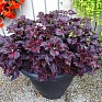 Колеус гибридный (Coleus х hybrida)