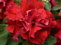 Петуния крупноцветковая махровая