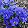 Виола рогатая (Viola cornuta)
