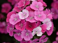 Гвоздика турецкая (Jolt F1)