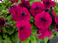 Петуния многоцветковая (генетически компактная) (Boom HD F1)
