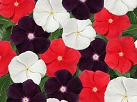 Катарантус розовый (Jams n Jellies)