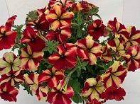 Петуния ампельная гибридная