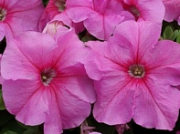 Петуния крупноцветковая (генетически компактная)