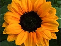 Подсолнечник летний (Vesuvio F1)