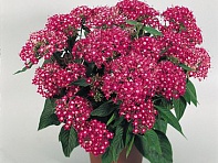 Пентас ланцетовидный (New Look)