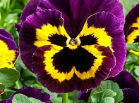 Виола Виттрока