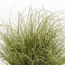 Осока власовидная (Carex comans)