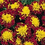 Бархатцы отклоненные (Tagetes patula)