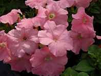 Петуния многоцветковая (генетически компактная) (Mambo GP F1)