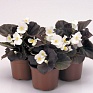 Бегония вечноцветущая (бронзовая листва) (Begonia semperflorens)