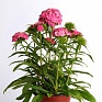 Гвоздика турецкая (Dianthus barbatus)