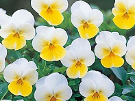 Виола рогатая (Floral Power F1)