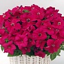 Петуния ампельная гибридная (Petunia x hybrida)
