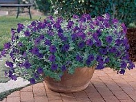 Петуния ампельная гибридная