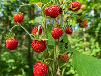 Земляника лесная (Mignonette)