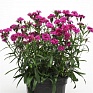 Гвоздика турецкая (Dianthus barbatus)