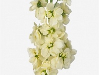 Левкой седой (Mathilda) Левкой седой (Mathilda)