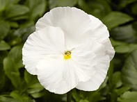 Виола Виттрока