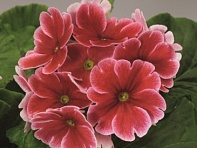 Примула обратноконическая (Libre F1)