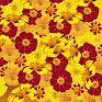 Бархатцы отклоненные (Tagetes patula)