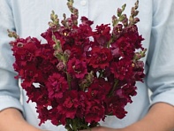 Львиный зев (Антирринум) махровый (Madame Butterfly F1)