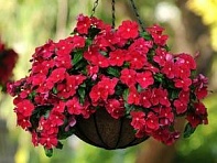 Катарантус розовый ампельный (Mediterranean XP)