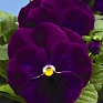 Виола Виттрока (Viola wittrockiana)