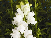 Львиный зев (Антирринум) большой (Arrow F1)