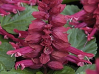 Сальвия блестящая (Amore) Сальвия блестящая (Amore)