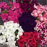 Петуния крупноцветковая (генетически компактная) (Petunia grandiflora)