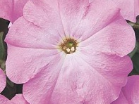 Петуния многоцветковая (Mirage F1)