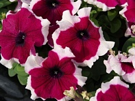 Петуния крупноцветковая (генетически компактная) (Limbo GP F1)