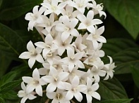 Пентас ланцетовидный