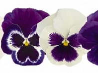 Виола виттрока