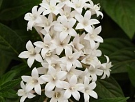 Пентас ланцетовидный (Lucky Star F1)