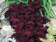 Колеус гибридный (Black Dragon)