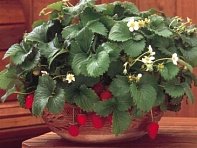 Земляника ананасная (Fresca)