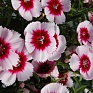 Гвоздика китайская (Dianthus chinensis)