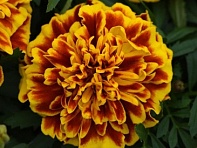 Бархатцы отклоненные (Bonanza)