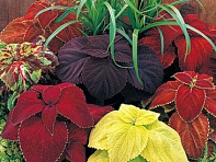 Колеус Блюме (Giant Exhibition)