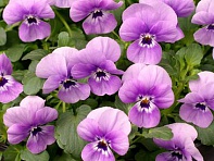 Виола рогатая (Corina F1) Виола рогатая (Corina F1)