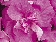 Петуния многоцветковая махровая (Duo F1)