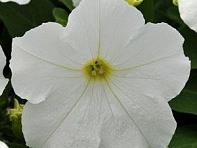 Петуния крупноцветковая (генетически компактная) (Ez Rider F1)