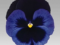 Виола виттрока