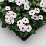 Катарантус розовый (Vinca rosea)